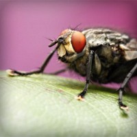 /album/riafulreola/photolia-a08-jpg/